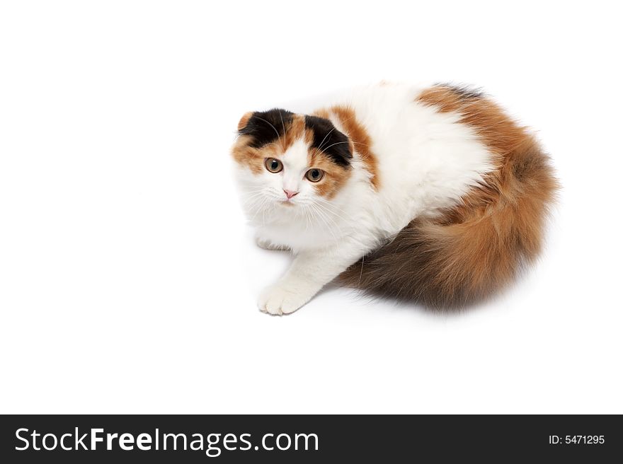 Scottish Fold Cats Plays on a white background