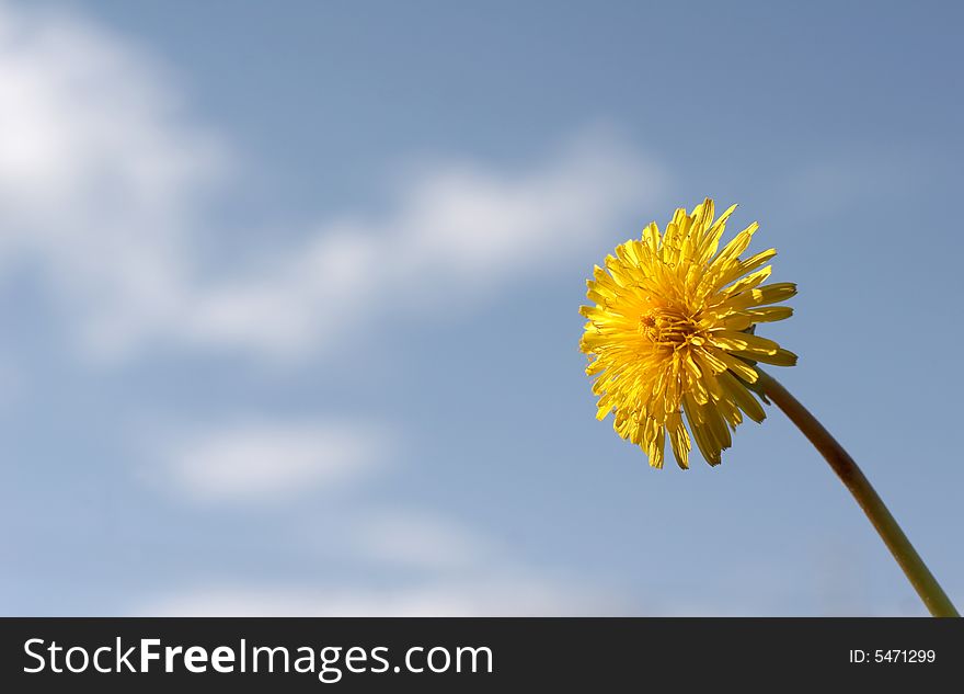 Yellow dandelion on the dark blue sky  background