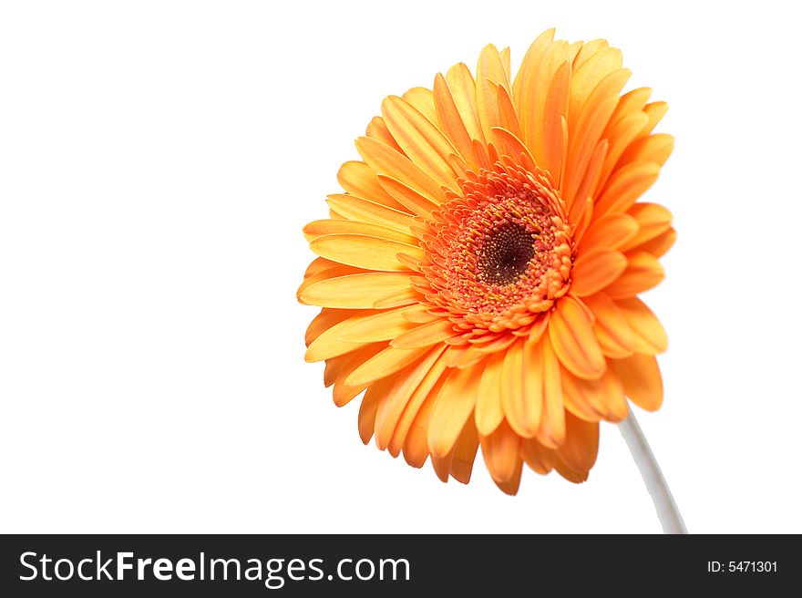 Yellow gerber on a white background