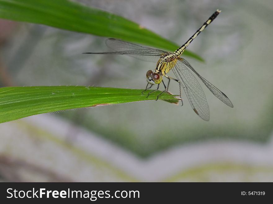 A dragonfly perching magnificently on top of green leaf. A dragonfly perching magnificently on top of green leaf.