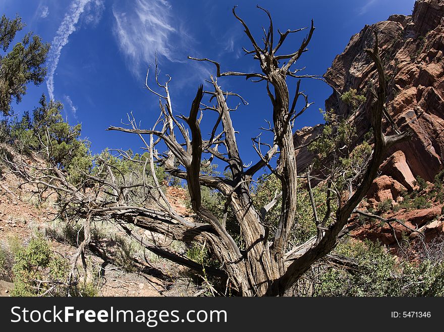 A dead tree near the top of a canyon in Zion National Park along the hike to the Subway. A dead tree near the top of a canyon in Zion National Park along the hike to the Subway.
