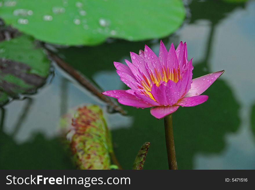 Colorful water lily in the pond