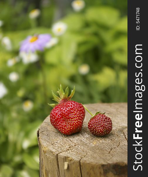 Two ripe berries of a strawberry in a garden