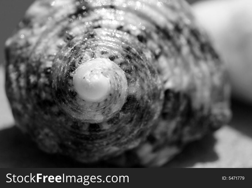 Black and White seashell, macro shot