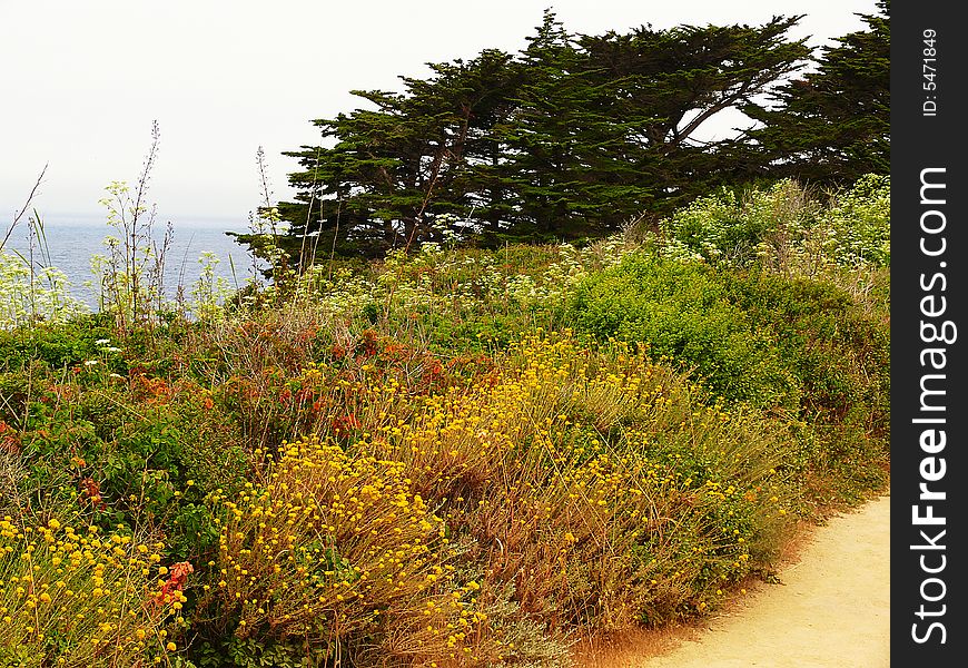 Wild flowers at Point Lobos National Park