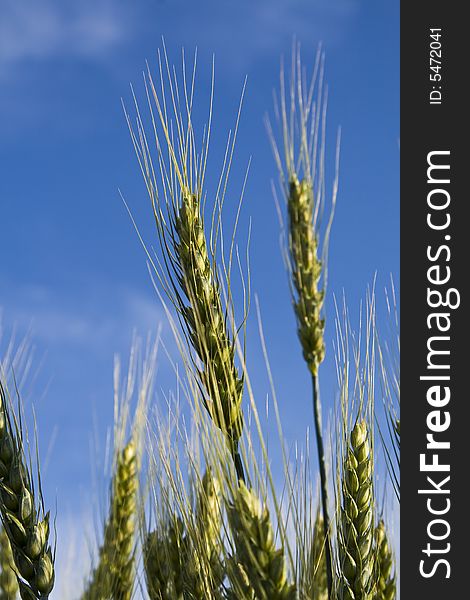 Golden wheat against blue sky