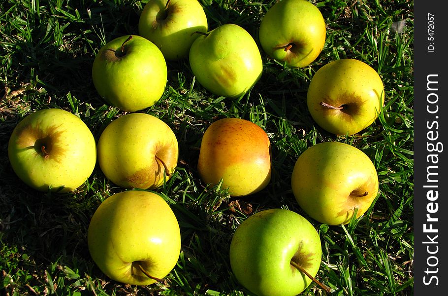The ripe apples on grass
