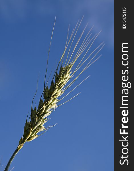 Golden wheat against blue sky