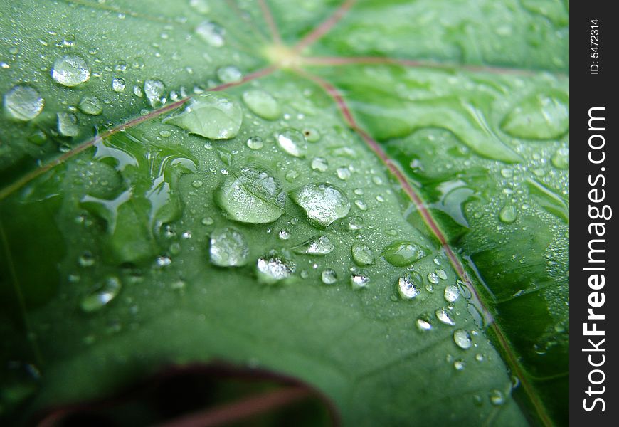 Rain drops on leaf shot. Rain drops on leaf shot