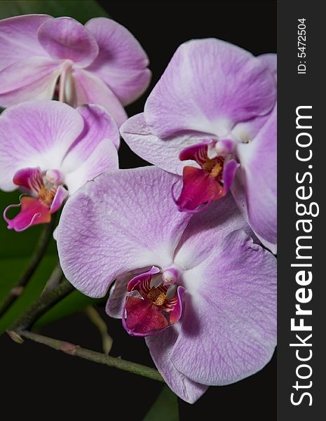 Low-key close up shot of pink/purple orchids on black. Low-key close up shot of pink/purple orchids on black