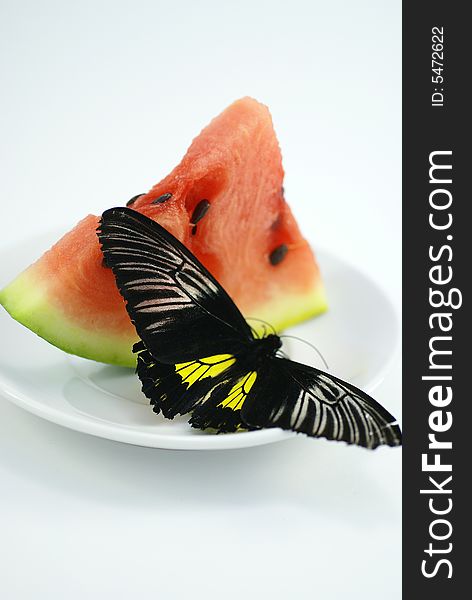 In a photo the exotic butterfly on a water-melon is represented, the image is made in a light cube without use of flash