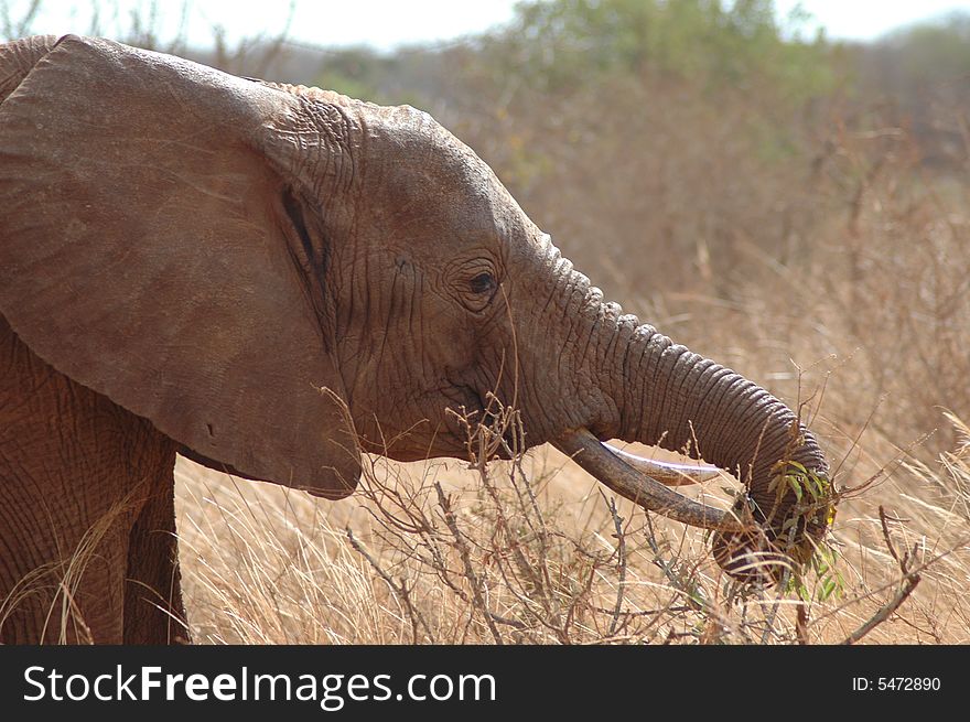 Picture contains a portrait of a young elephant eating his meal in the wild Tsavo Kimana parks. Picture contains a portrait of a young elephant eating his meal in the wild Tsavo Kimana parks.