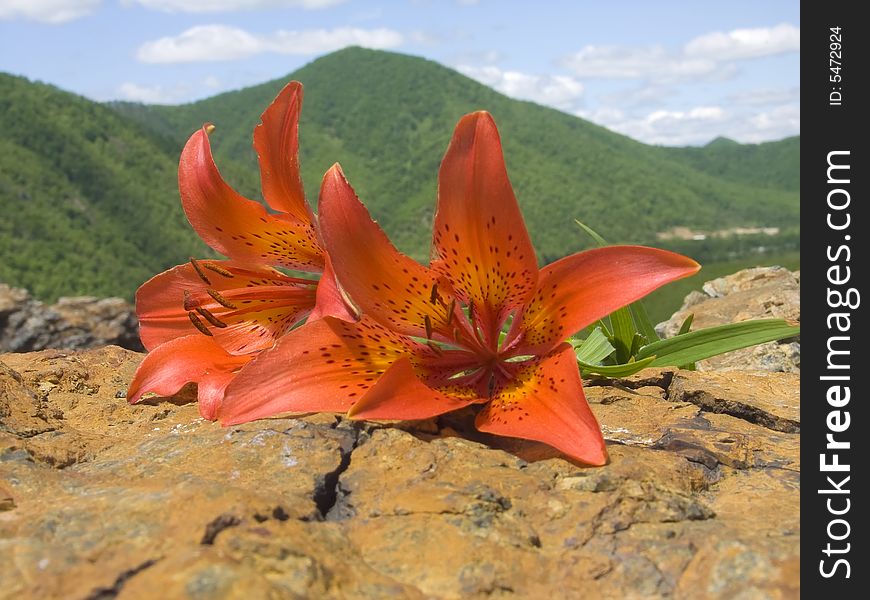 bouquet lily rests upon stone. bouquet lily rests upon stone