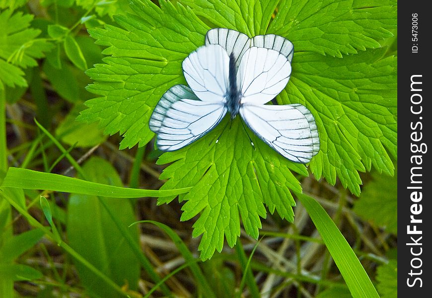 The image of butterflies on a bush. The image of butterflies on a bush