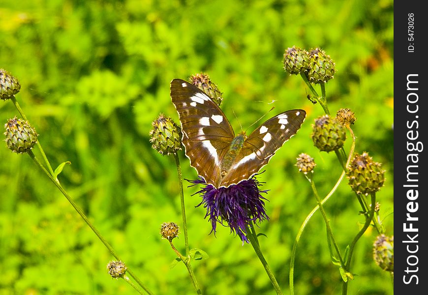 The image of butterflies, on plants . The image of butterflies, on plants .