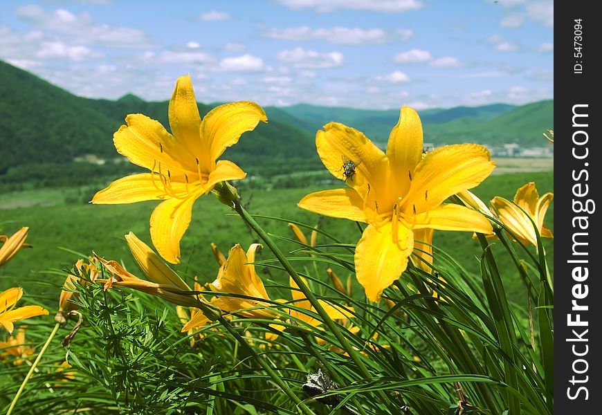Lilies grow on declivity of the mountain. Lilies grow on declivity of the mountain