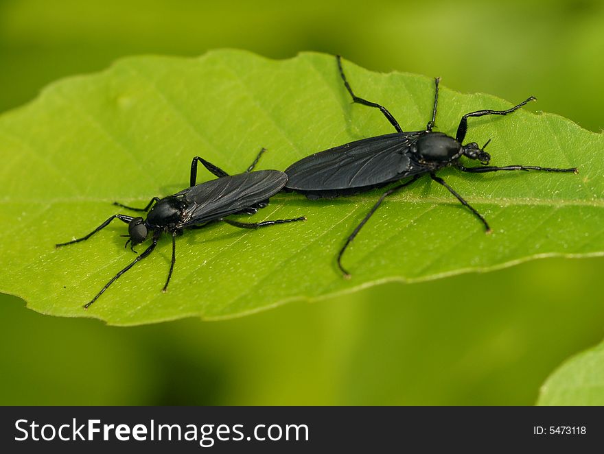 2 black mosquito's copulation behavior. 2 black mosquito's copulation behavior