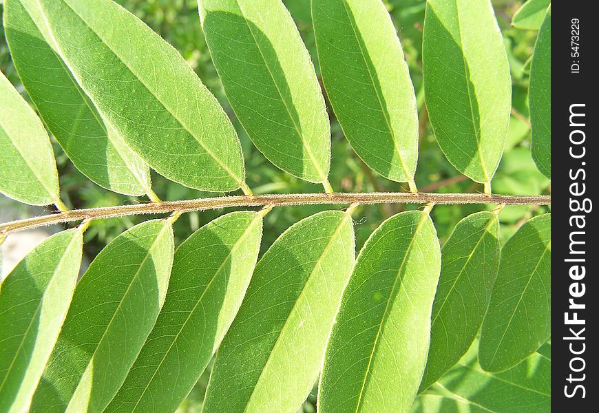 Close up of the acacia leaves.