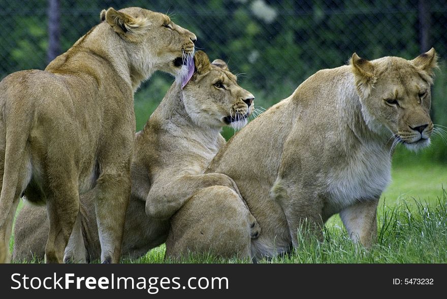 A trio of lions cleaning each other