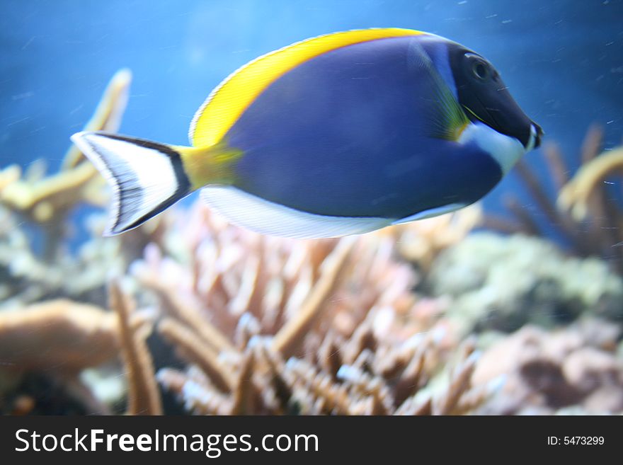 Yellow and blue tropical fish swimming in coral