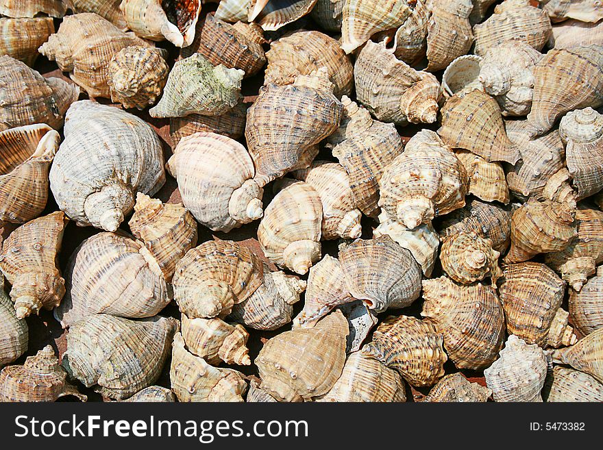 More marine shells is strewed on a dark background