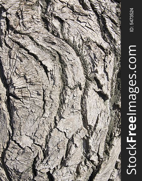 Tree crust abstract nature background
