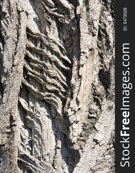 Tree crust abstract nature background