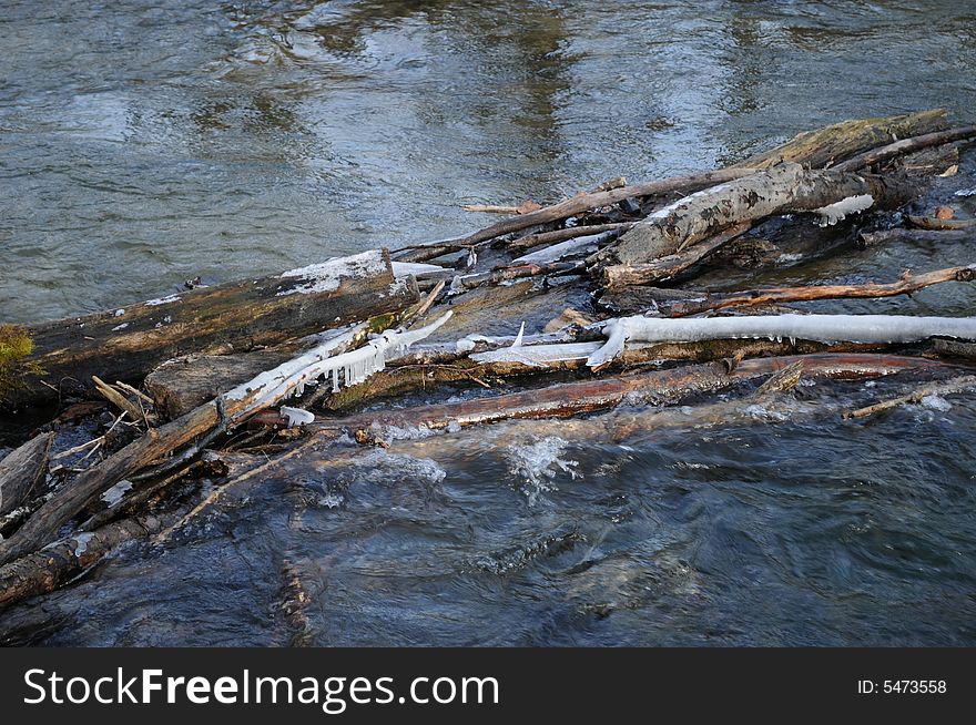 Ice on trees in a river. Ice on trees in a river.