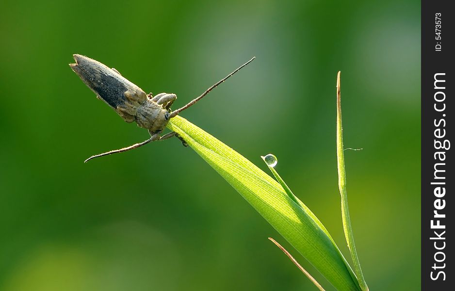 Furcation's lucky Ding ,Is actually the long-horned beetle.