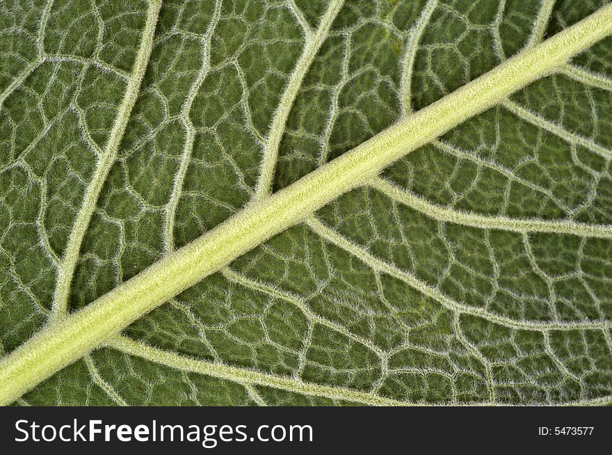 Green leaf background capillary pattern