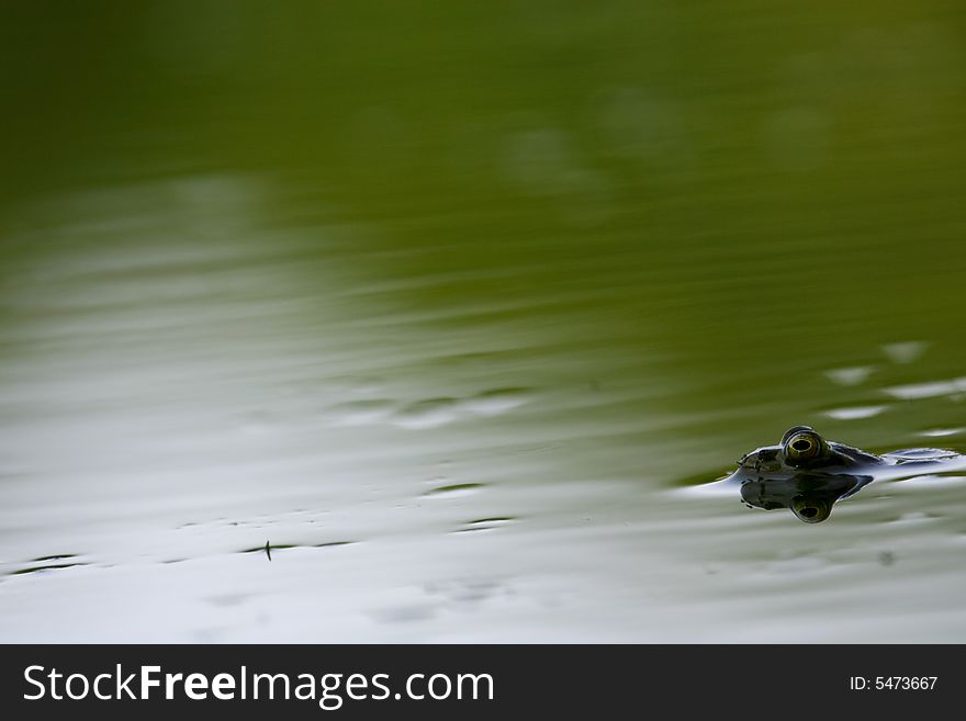 Small green frog in the water
