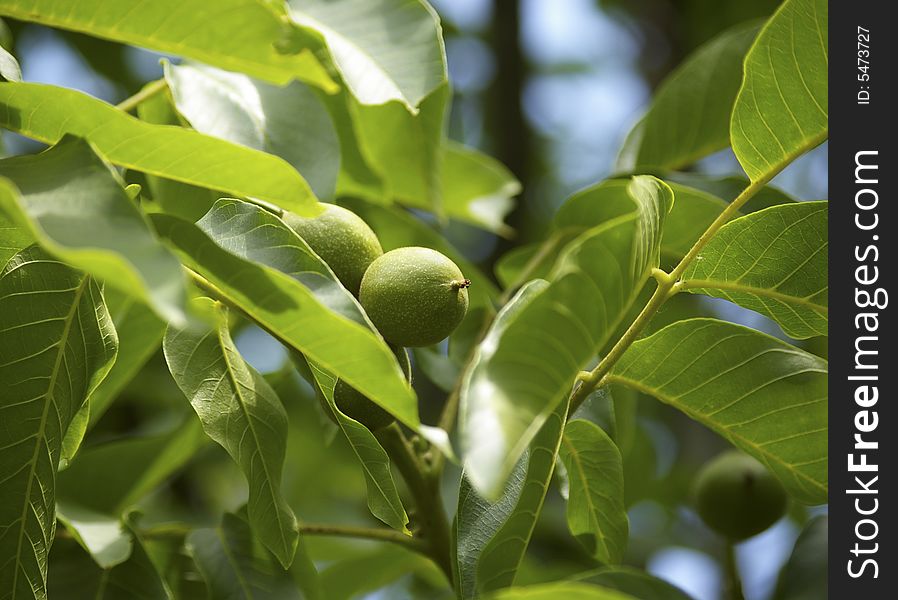 Green walnuts in the tree. Healthy food