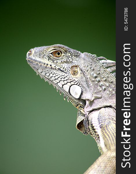 An Iguana with the ocean as a background. Taken in the Florida Keys - Marathon