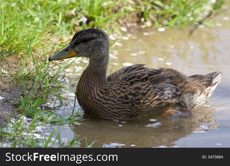 Juvenile female mallard duck in shallow water. Juvenile female mallard duck in shallow water.