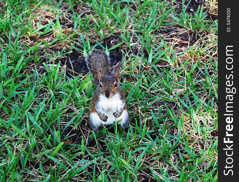 This adorable squirrel was very curious about the people around him, hoping they'd have some treat for him to eat. This adorable squirrel was very curious about the people around him, hoping they'd have some treat for him to eat.