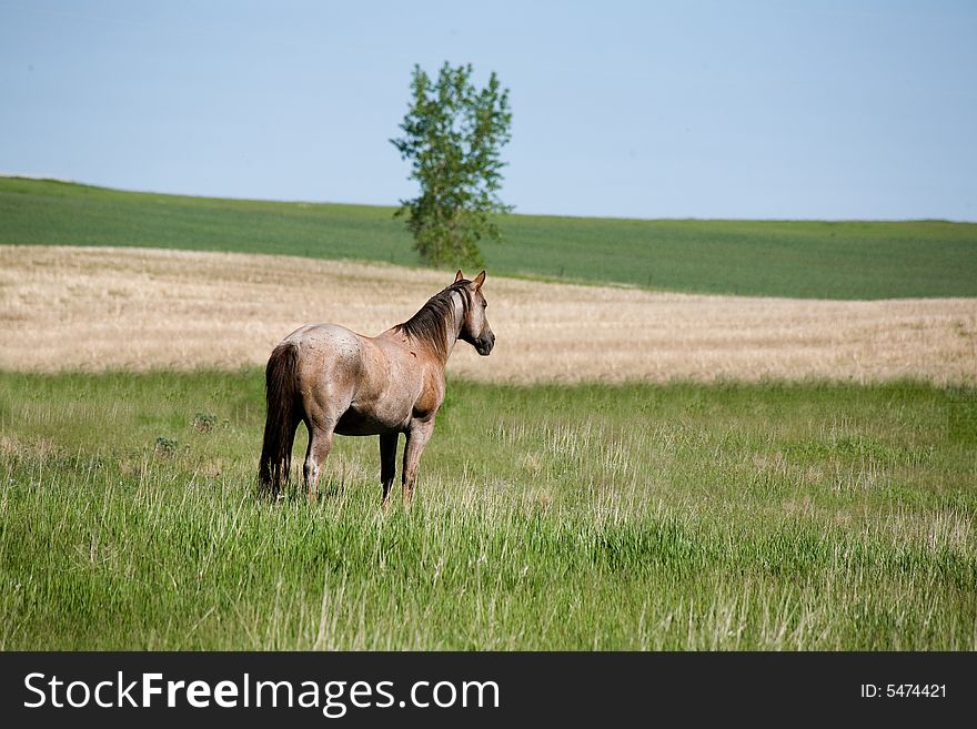 Red roan quarter horse standing in green pasture. Red roan quarter horse standing in green pasture