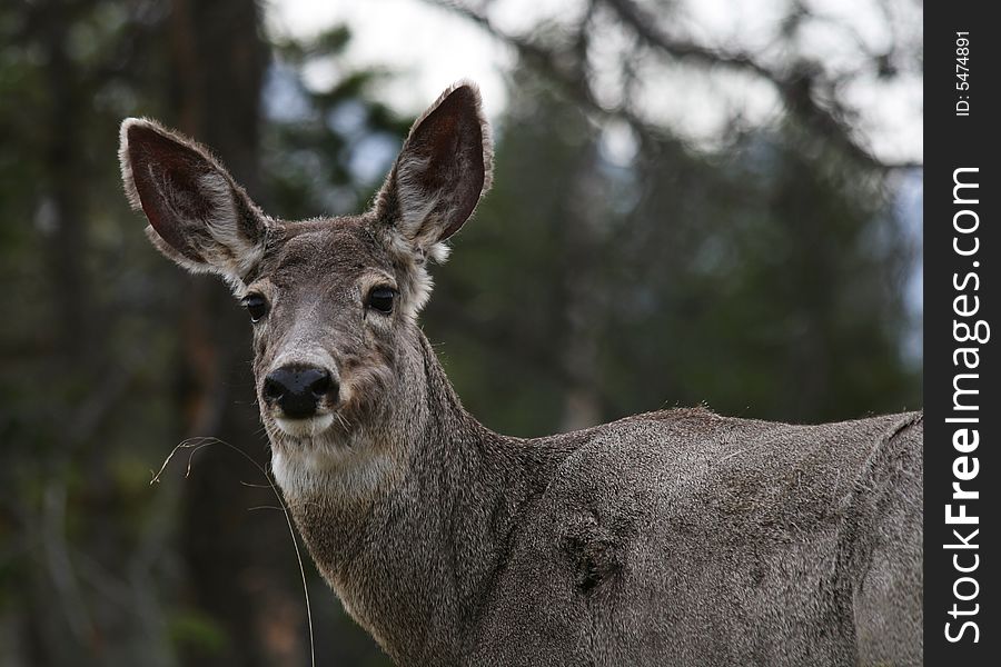 Beautiful deer looking straight into camera. Beautiful deer looking straight into camera.