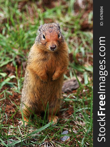 Curious ground squirrel posing for the camera. Curious ground squirrel posing for the camera.