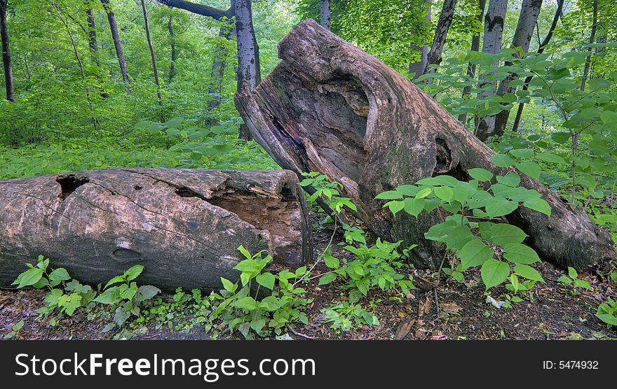 Rotting log in the North woods of Central Park in late spring