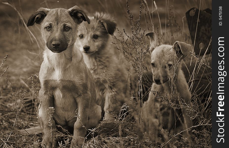 I met the doggies at the airport. The big one protected the smallest. I met the doggies at the airport. The big one protected the smallest.