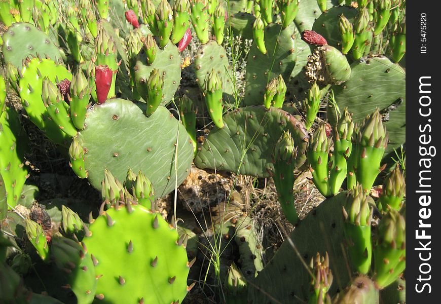 View of nice green Cactus