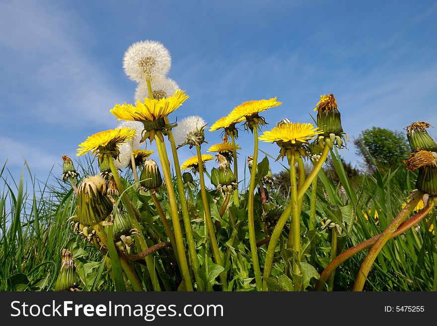 Yellow dandelion flowers in nature with blue sky in the background. Yellow dandelion flowers in nature with blue sky in the background.