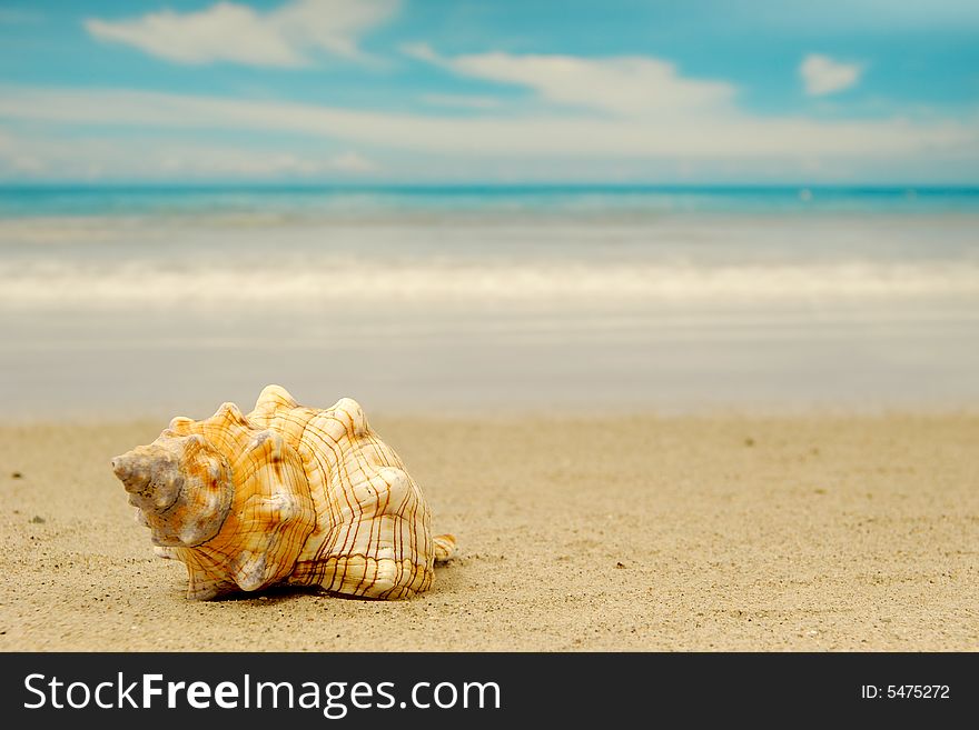 A conch shell on an exotic beach