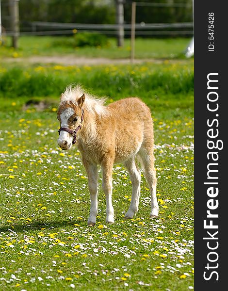 A sweet foal is standing alone on a flower meadow.