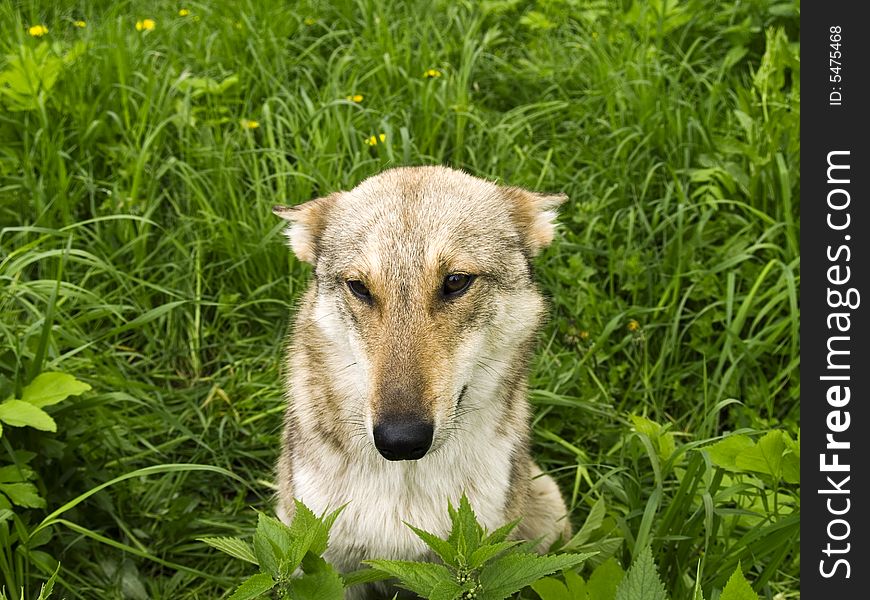 Dog In Grass