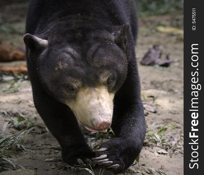 big black bear walking close up