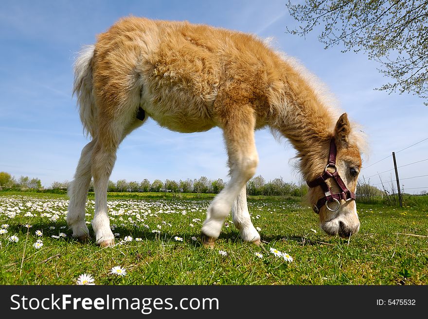 Horse foal is eating green grass