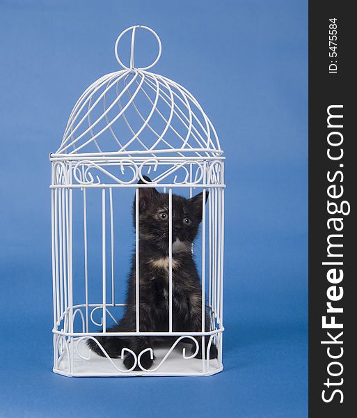 A black kitten sits inside of a white bird cage on a blue background. A black kitten sits inside of a white bird cage on a blue background