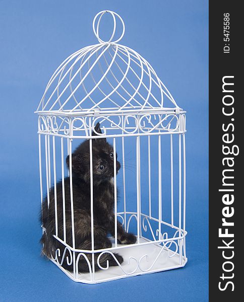 A black kitten sits inside of a white bird cage on a blue background. A black kitten sits inside of a white bird cage on a blue background