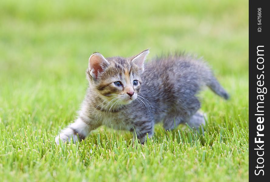 A kitten plays in the backyard of a home. A kitten plays in the backyard of a home.